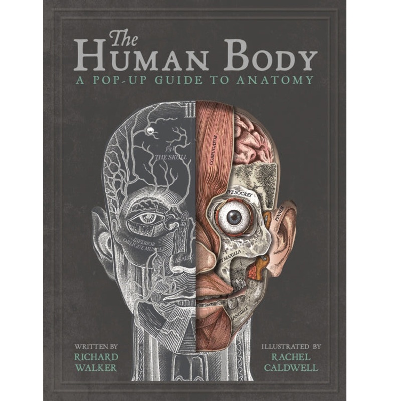 The Human Body Popup Guide To Anatomy