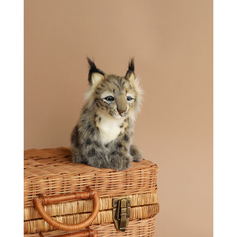 Lynx Cub Animal